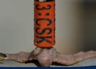 Goéland bagué dans le cadre du programme de baguage du Golfe de Gascogne (c) Bretagne Vivante