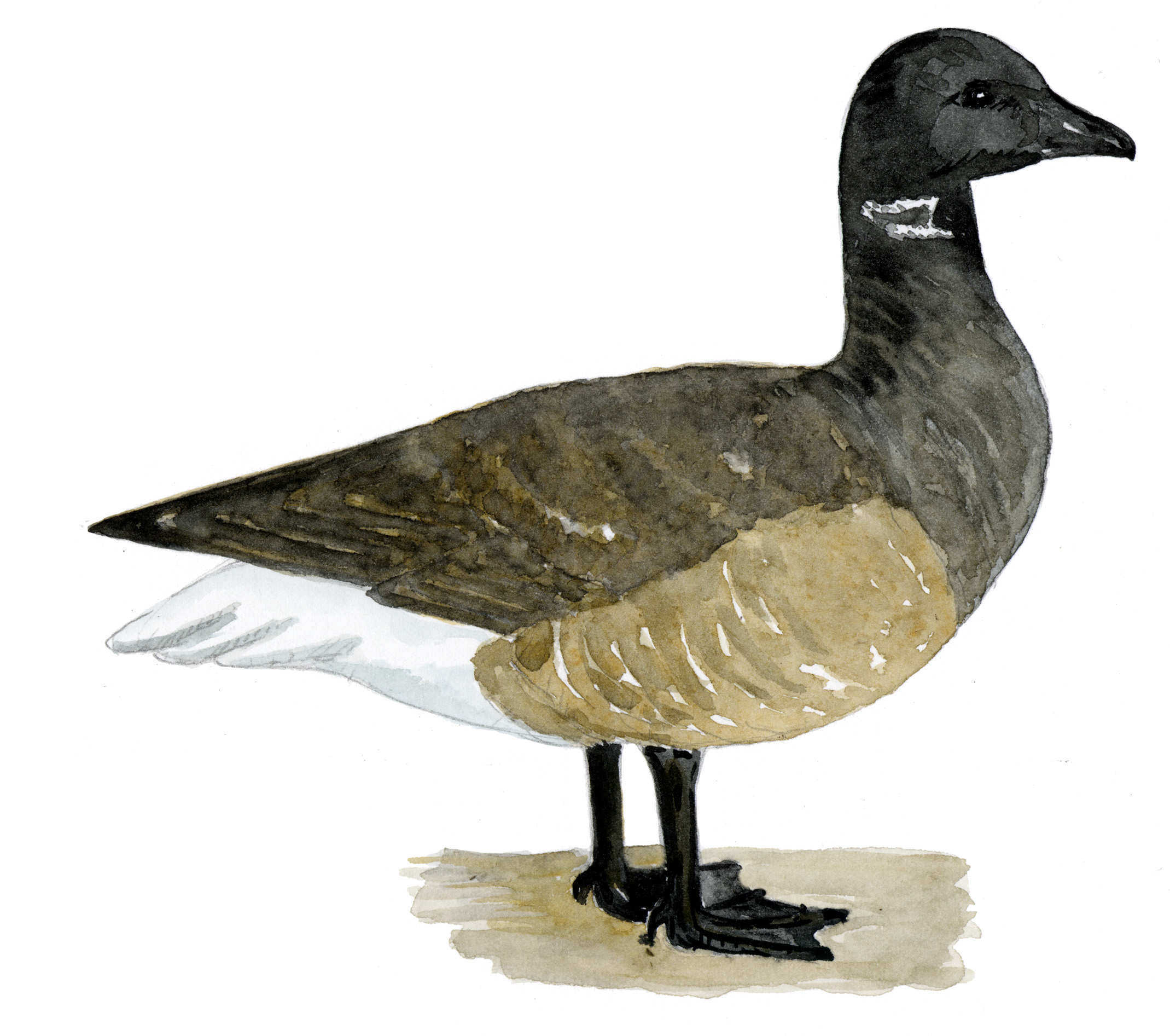 Bernache cravant à ventre sombre (© Bernadette Coléno)