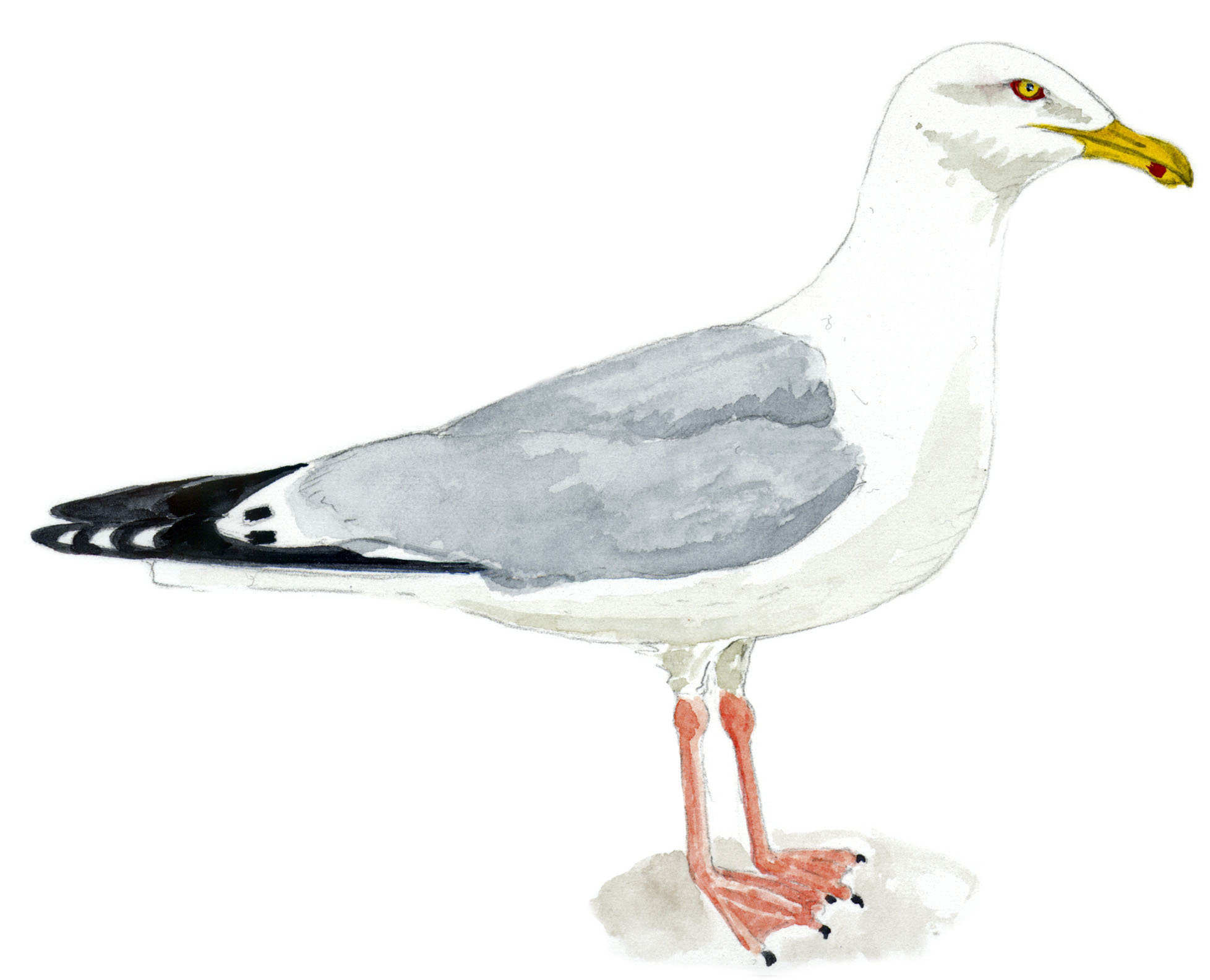 Goéland argenté (© Bernadette Coléno)