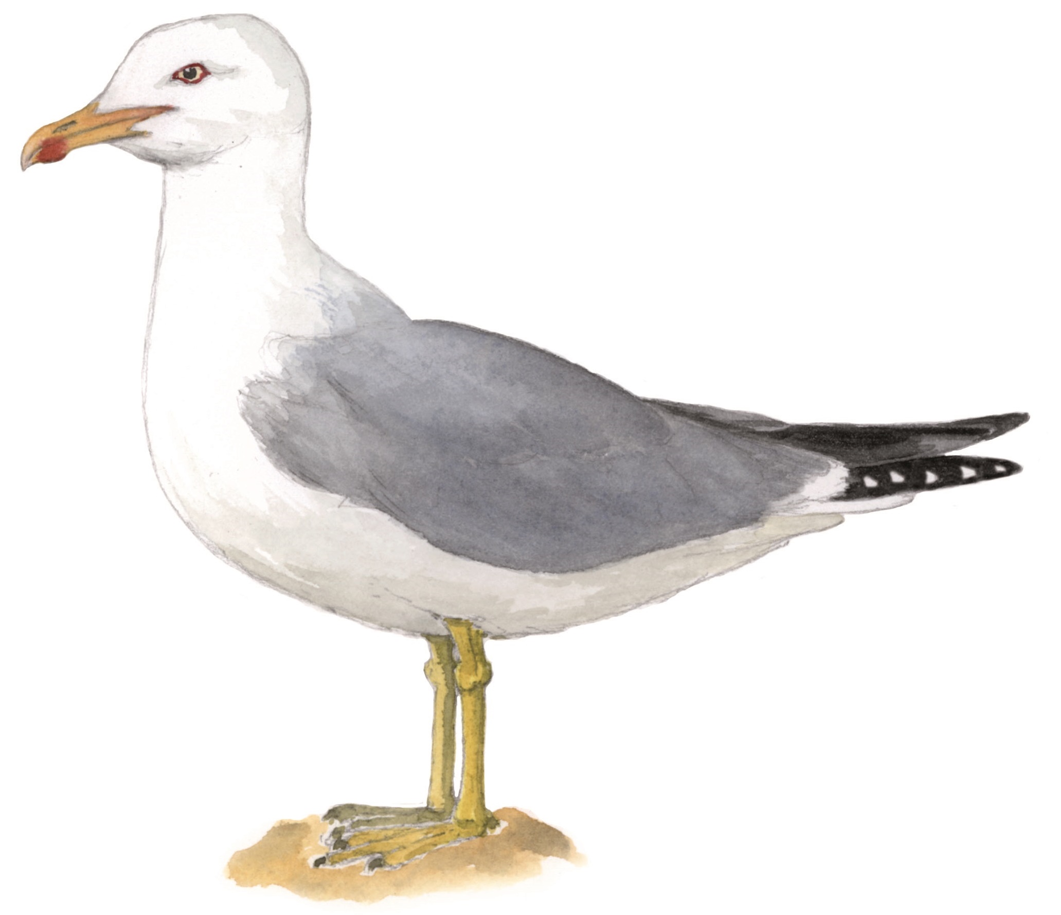 Goéland leucophée © Bernadette Coléno