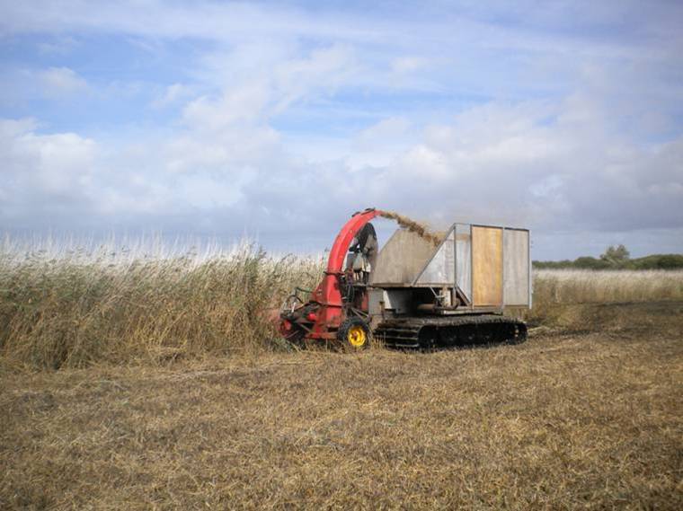Fauche de la roselière