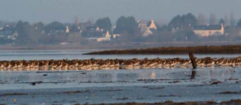 Regroupement de limicoles en Petite Mer de Gâvres (C.Dubset, R.Guénard, M.Le Mau)