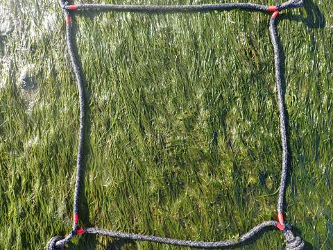 Cadrat pour l'estimation du recouvrement d'herbier de zostères (ici 100%) - septembre 2000 (c) TBM environnement