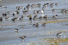 Goéland marin parmis les Bernaches cravants en Petite Mer de Gâvres @ Lorient Agglomération