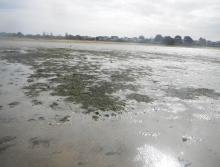 Herbiers de zostères naines sur l'anse du Loc'h - septembre 2000 (c) TBM environnement