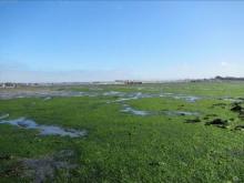 Herbiers de zostères naines sur la vasière de Quelisoy - septembre 2000 (c) TBM environnement