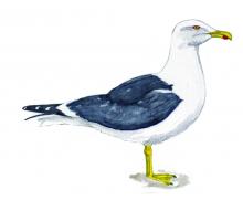 Goéland brun (© Bernadette Coléno)