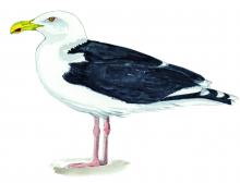 Goéland marin (© Bernadette Coléno)